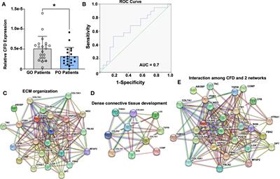 Complement factor D regulates collagen type I expression and fibroblast migration to enhance human tendon repair and healing outcomes